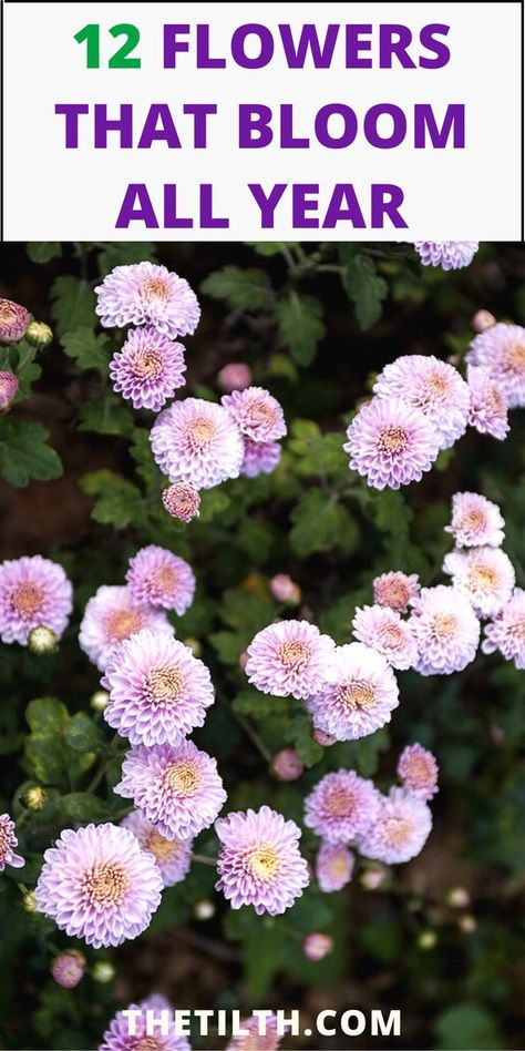 12 Flowers That Bloom All Year Round Year Around Flowers Front Yards, Year Long Flower Bed, Zone 7 Flower Beds, Beautiful Potted Flowers, All Year Round Garden Plants, All Year Around Plants, Flower All Year Round, Year Round Flowers Front Yards, Plants For All Year Round