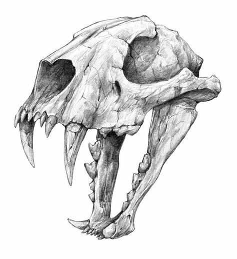 Animal Skull Drawing, Bone Drawing, Skull Drawings, Bear Skull, Skull Reference, Whatsapp Wallpapers Hd, Skull Sketch, Skeleton Drawings, Animal Skeletons