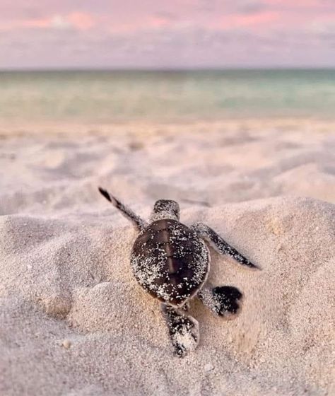 Tortugas Aesthetic, Beach House Food, Sea Turtles Photography, Beach Animals, Turtle Pictures, 2023 Wallpapers, Sea Turtle Pictures, Turtle Wallpaper, Hawksbill Sea Turtle