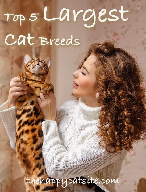 Large Cat Breeds - The Biggest Domestic House Cats Big Domestic Cats, Large Cats Domestic, Cat Types, Unusual Cats, Big House Cats, Largest Domestic Cat, Pedigree Cats, Cat Behavior Problems, Cat Communication