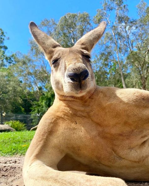 Australia on Instagram: “"So...you come here often?" 😏 Say g'day to one of @currumbinsanctuary's most handsome (and flirtatious) residents. Captured here by…” Kangaroo Funny, Dream Man Cave, Elephant Shrew, Conservation Projects, Australia Kangaroo, Australia Animals, Bar Fridges, Beautiful Art Paintings, Big Animals