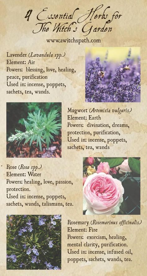 Magickal Plants, Herb Properties, Crystal Spells, Witch Watch, Witches Garden, Witch's Garden, Witchy Garden, Magickal Herbs, Witch Herbs