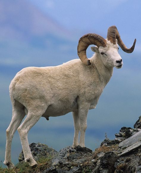 Trophy Dall Ram - Majestic trophy Dall Ram showcasing its impressive horns. #DallRam #Wildlife Underrated Animals, Ram Aesthetic, Cute Ram, Cabin Aesthetics, Ram Animal, Dall Sheep, Wild Goat, Camp Half Blood Cabins, Animal Taxidermy