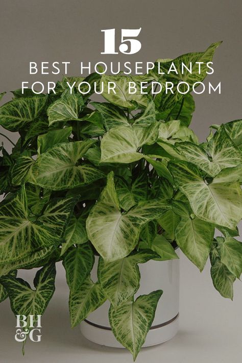 Almost as easy to grow as a pothos and twice as exciting in its leaf variegation, the arrowhead vine flourishes in a variety of light conditions and would thrive in your bedroom. #houseplants #indoorgardening #plantsforyourbedroom #bhg Best Plants For Bedroom, Best Houseplants, Oxalis Triangularis, Low Light House Plants, Indoor Plants Low Light, Easy Care Houseplants, Easy House Plants, Tattoo Plant, نباتات منزلية