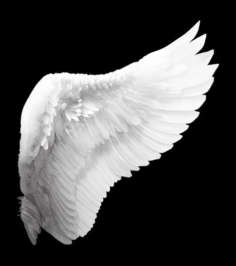 Free Stock Photo of White Angel Wing Swan Wings, Wings Png, White Angel Wings, Wings Drawing, Angels Wings, Angel Wings Tattoo, Wings Art, Bird Wings, Feather Wings