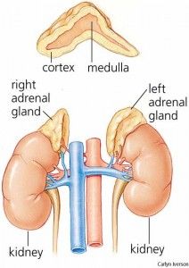 The Real Deal on Adrenal Fatigue  1. People who train hard and look lean are not always healthy.  2. Eating fat will not make you fat.  3. Working out smarter, not harder is the way to achieve performance and aesthetic goals.  4. Sleep is the cornerstone of being able to eat well, train well, and lose fat. Signs Of Adrenal Fatigue, Adrenal Fatigue Symptoms, Adrenal Gland, Addisons Disease, Adrenal Health, Adrenal Glands, Endocrine System, Cardiovascular System, Adrenal Fatigue