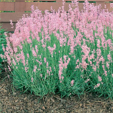 English Lavender sports pink colored lavender flowers, and that great fragrance.  We especially like this for its compact habit. Suitable for Zone 4, English Lavender prefers sun in moist well-drained soil. Lavender Seeds, Lavender Herb, English Lavender, Lavender Plant, Pink And White Flowers, Blooming Plants, Pink Lavender, Lavandula Angustifolia, Herb Seeds