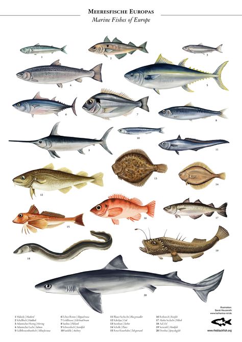 Encyclopedia Illustration, Fish Chart, Mola Mola, Rare Fish, Fish Species, Fish Illustration, Types Of Fish, Wall Accessories, New Poster