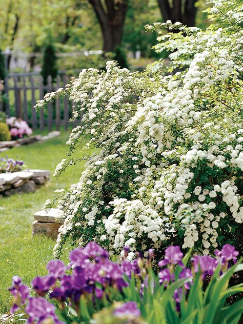 22 Best Plants for Hedges | Better Homes & Gardens Bridal Wreath Spirea, Shrubs For Landscaping, Tall Shrubs, Hydrangea Varieties, Pink Spring Flowers, Evergreen Hedge, Flowering Bushes, Border Plants, Garden Shrubs