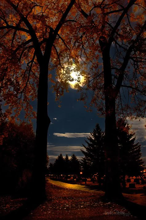 Whatsapp Wallpapers Hd, Moonlight Photography, Autumn Magic, Dark Autumn, Night Forest, Moon Photography, Autumn Scenes, Autumn Night, Autumn Scenery