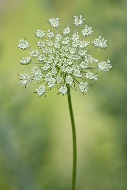 Dandelion Paintings, Moon Gardens, Queen Anne's Lace Flowers, Flower Identification, Daucus Carota, Queen Anne's Lace, Wildflower Garden, Queen Annes Lace, White Gardens