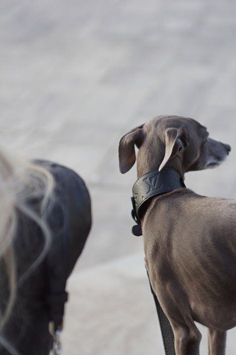 Wide Collar for Italian Greyhounds and Whippets . Original Empriente Leather . Embossed Dog Collar - Etsy Ukraine Collar Leash, Italian Greyhound, Whippet, Dog Accessories, Greyhound, Collar And Leash, Pet Collars, Dog Collar, Ukraine