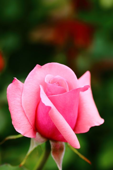 Rose | IMG_8671 | Yoshihiro Ogawa | Flickr Rose Bud Photography, Rose Reference, Flowers Indoor, Realistic Rose, Blossom Garden, It Doesn't Matter, Rose Bud, Blooming Rose, Beautiful Rose Flowers