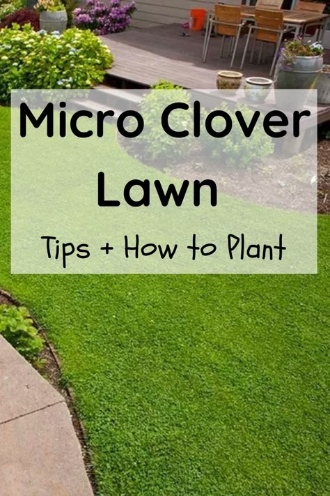 micro clover lawn front yards No Grass Landscape Ideas, Creeping Thyme Backyard, Plant Clover Lawn, Clover And Grass Lawn, Texas Lawn Alternatives, Diy Lawn Makeover, Microclover Lawn Grass Alternative, Dutch Clover Lawn, Alternative Grass Lawns