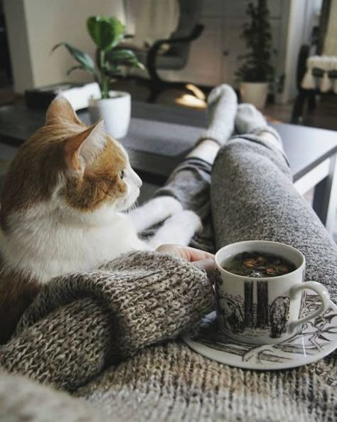 Image Chat, Tea Cozy, Appaloosa, Quarter Horse, 인물 사진, A Cup Of Coffee, Comfy Cozy, Crazy Cat, Crazy Cat Lady