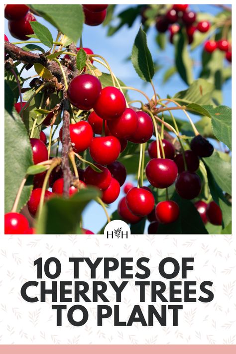 Cherry Tree From Seed, Pollinator Garden Ideas, Sour Cherry Tree, Winter Gardening Ideas, Growing Cherry Trees, How To Grow Cherries, Perennial Garden Ideas, Cherry Types, Types Of Cherries