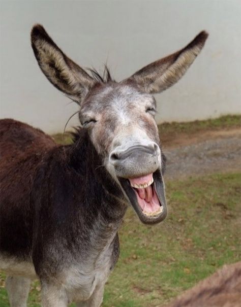 World's Greatest Gallery of Laughing Donkeys Funny Donkey Pictures, Donkey Pics, Donkey Funny, Laughing Animals, Funny Feeling, Black Cartoon Characters, Black Cartoon, Animation Background, Dc Comics Art