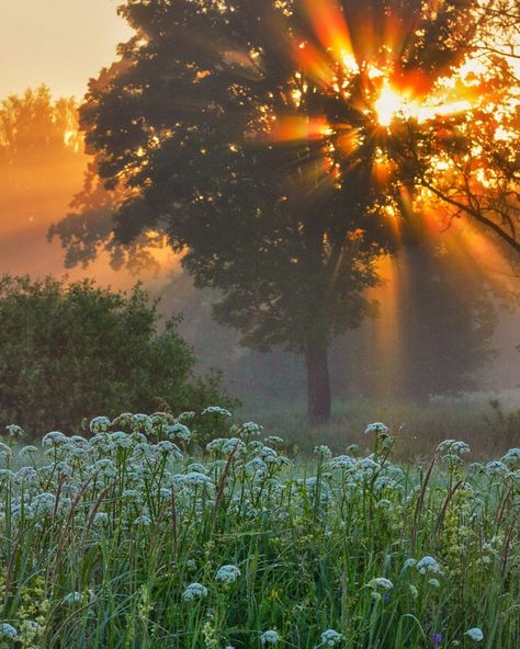 Nils Sokolovs on Instagram: “vasara #summer #sun #sunrise #latvia #nikon #naturephotography” August Asthetic Picture, Late August Aesthetic, August Aesthetic Month, Late Summer Aesthetic, Latvia Aesthetic, August Core, June Aesthetic, August Aesthetic, September Aesthetic