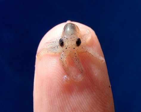 I shall call him 'Squishy,' and he shall be mine, and he shall be my Squishy. Tiny Octopus, Baby Squid, Baby Octopus, Cutest Animals, Animal Photos, The Animals, Funny Animal, Sea Animals, 귀여운 동물