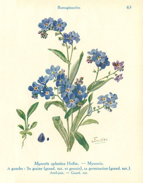 Kunst Collages, Collage Des Photos, Forget Me Not Flowers, Illustration Botanique, Vintage Botanical Prints, Picture Collage Wall, Forget Me Nots, Scientific Illustration, Art Et Illustration