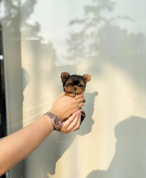 T Cup Puppies, Tea Cup Yorkie Puppies For Sale, Tea Cup Yorkies, Yorkie Teacup, Teacup Yorkie Puppy For Sale Tea Cups, Tea Cup Dog, Teacup Yorkies, Tea Cup Yorkie, Tea Cup Puppies