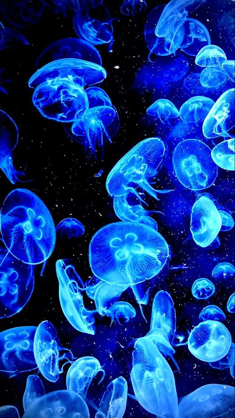 Jellyfish Background Wallpapers, Jelly Fish Wallpaper Blue, Blue Jellyfish Aesthetic, Blue Jellyfish Wallpaper, Jellyfish Wallpaper Aesthetic, Light Blue Jellyfish, Jelly Fish Wallpaper, Jellyfish Background, Jellyfish Blue