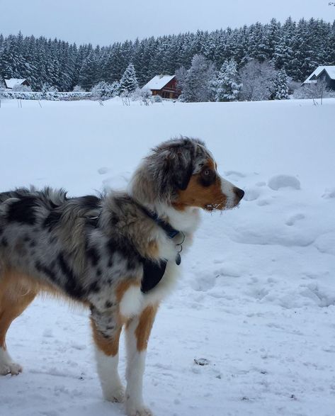 Australian Shepherd Aesthetic, Australian Winter, American Shepherd, Aussie Puppies, Australian Shepherd Puppies, Aussie Dogs, Dream Dog, Australian Shepherd Dogs, Australian Shepherds