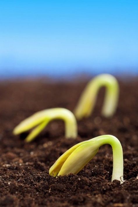 Agriculture Photography Farmers, Agriculture Photography, Agriculture Photos, Farm Photography, Farm Photo, Amazing Photos, Urban Landscape, Macro Photography, Farm Life