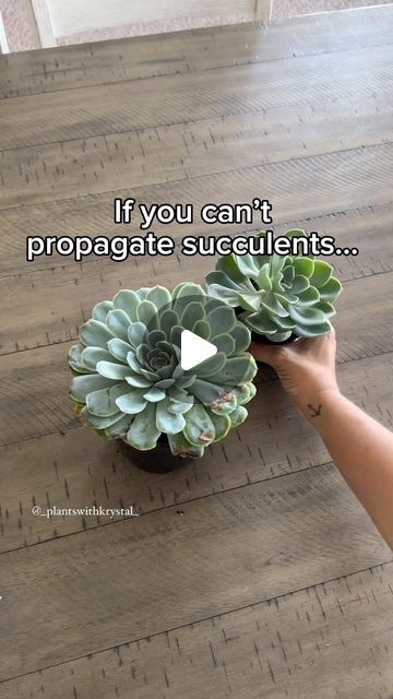 Replanting Succulents, Repotting Succulents, Propagate Succulents From Leaves, Propagating Succulents, Growing Succulents, The Hardest Part, Replant, Propagating Plants, Small Garden Design