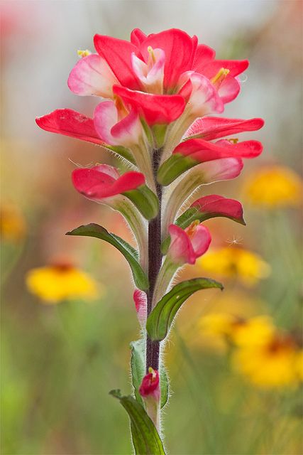 Indian Paintbrush, my most favorite wild flower I would love to grown some. Reminds me of the Bighorn Mt. Indian Paintbrush Flowers, Wildflower Tattoo, Indian Paintbrush, Plant Tattoo, Exotic Flowers, Native Plants, Flower Tattoos, Flowers Photography, Pink Flower