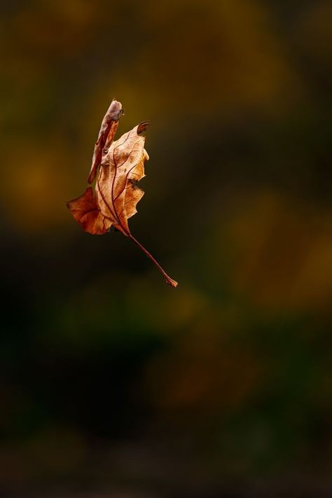 Leaf Falling Video, Leaves Falling Aesthetic, Autumn Leaf Aesthetic, Falling Leaves Photography, Falling Leaves Aesthetic, Leafs Aesthetic, Firefly Character, Leaf Pic, Change Aesthetic