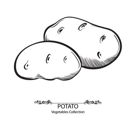 Hand drawn potato vegetables vector material Potato Tattoo, Potato Drawing, Zucchini Vegetable, Layout Portfolio, Vegetable Cartoon, Irish Potatoes, Dry Brush Technique, Science Fair Project, Fruit Cartoon