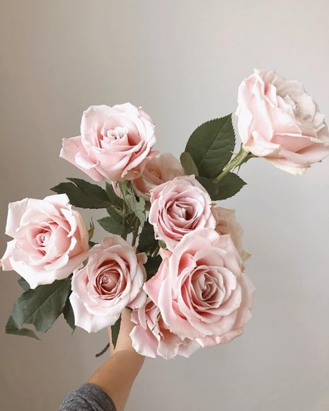 Blush Pink Sweet Escimo Rose, Sweet Escimo Rose, Escimo Rose, Planner March, Blush Pink Bedroom Decor, Baby Pink Flowers, Fall Eucalyptus, Pink Roses Bouquet, Soft Pink Roses