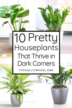 Houseplants For Dark Rooms, Healing Indoor Plants, Plants That Can Live In The Dark, Plants That Don’t Require Sunlight, Big Indoor Plants Low Lights, Indoor Plants With Low Light, Plants For Dark Spaces, Best Plants For Bathroom Low Lights, Indirect Sunlight Plants Houseplant