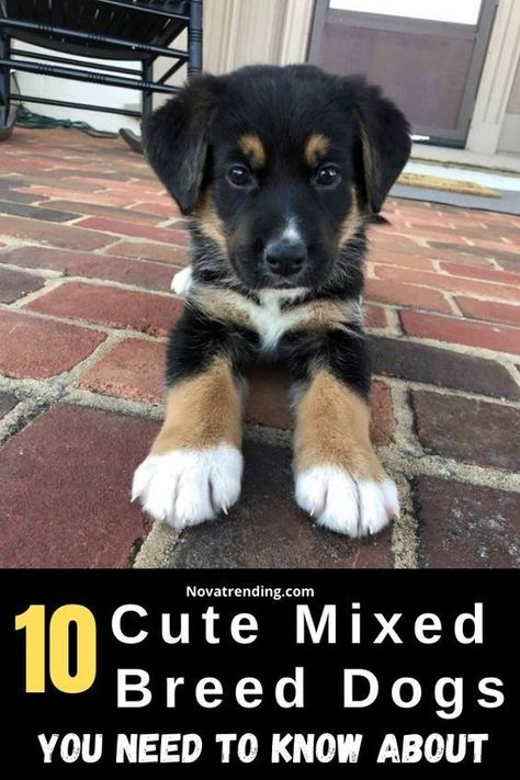 Small Mixed Breed Dogs, Mix Breed Dogs, Mutt Puppies, Mixed Dog Breeds, Mixed Breed Puppies, Mutt Dog, Being Extra, Dog Fails, Dog Wellness