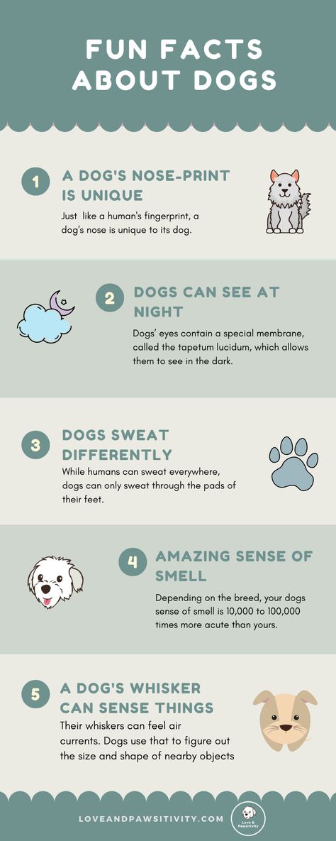 Fun and Interesting Facts About Dogs Dog Fun Facts, Dog Facts Interesting, Dog Whiskers, Facts About Dogs, Fun Facts About Dogs, Dog Infographic, Dog Nose Print, Puppy Facts, Manifest Success