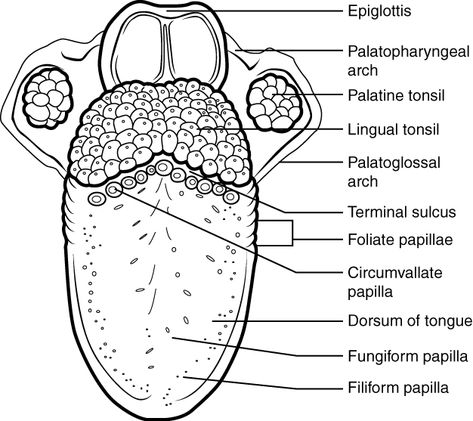 Tongue Diagram, Teeth Diagram, Mouth Anatomy, Stratified Squamous Epithelium, Digestive System Anatomy, Human Digestive System, Tongue Health, Human Anatomy And Physiology, Autonomic Nervous System