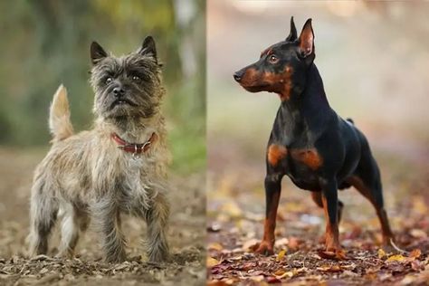 13 Cairn Terrier Mixes (With Pictures) | Pet Keen Terrier Chihuahua Mix Dogs, Chihuahua Mix Dogs, Cairn Terrier Mix, Designer Dogs, Chihuahua Mix, Cairn Terrier, Terrier Mix, Animal Pictures, Chihuahua