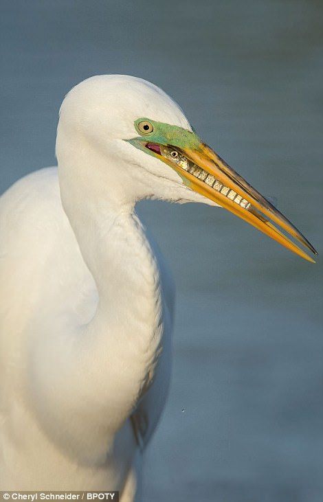 Andean Condor, White Heron, Cheezburger Cat, Great Grey Owl, Year Book, Nature Photographer, People's Choice Awards, Cash Prize, White Bird