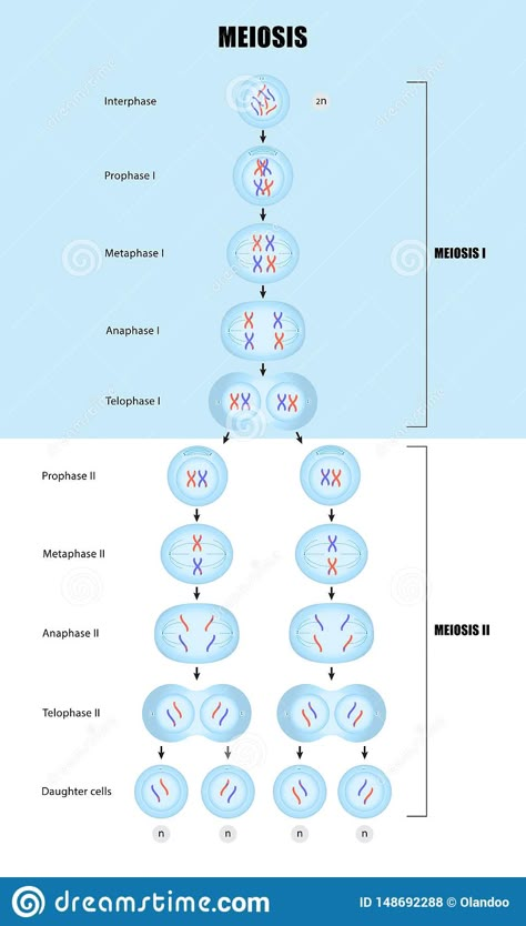 Meiosis Activity, Biology College, Biology Diagrams, About Chemistry, Bio Notes, Learn Biology, Notes School, Study Biology, Nursing School Humor