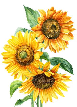 Sunflower Watercolor Painting, Sunflower Art Print, Exploration Art, Sunflower Clipart, Watercolor Floral Wedding Invitations, Art Deco Posters, Watercolor Flowers Paintings, Sunflower Art, Watercolor Sunflower