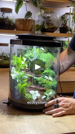 23K views · 512 reactions | A light-up, self-sustaining ecosystem. Answering all questions in the comments 😊💚

#terrarium #plants #art #craft #diy | Ome.home | Swørn · Keep Going Terrarium For Kids, Plants Art, Self Sustaining, Terrarium Plants, Craft Diy, Ecosystem, Art Craft, Keep Going, Terrarium