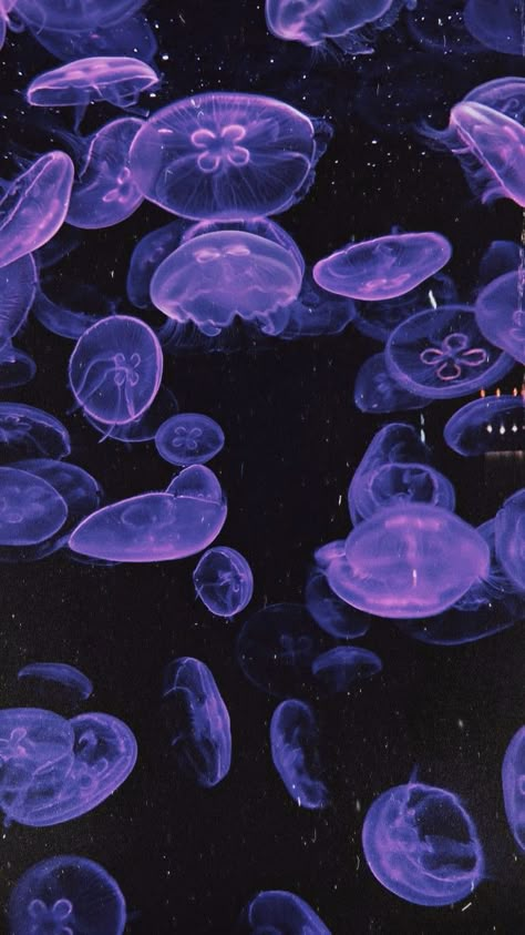 Purple Jellyfish, Jellyfish Pictures, Sea Jellies, Genos Wallpaper, Dark Purple Wallpaper, Jelly Wallpaper, Purple Sea, Blue Jellyfish, Jellyfish Art