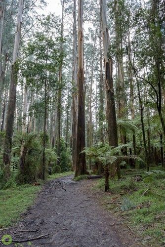 Bush Houses Australian, Australian Gum Trees, Australian Forest, Australia Forest, Bush Landscape, Australian Environment, Aussie Winter, Bush Photography, Australian Landscapes