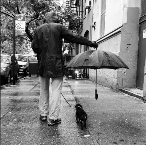 Best Umbrella, Dachshund Love, Appaloosa, Quarter Horse, Jolie Photo, 인물 사진, Black White Photography, Mans Best Friend, 귀여운 동물