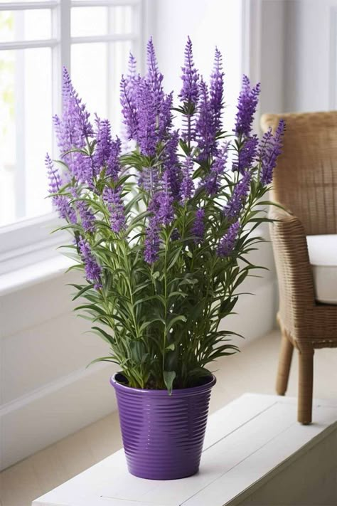 King Bed Decor, Lavender Plant Indoors, Indoor Lavender, Fragrant Indoor Plants, Growing Lavender Indoors, Indoor Lavender Plant, Tattoo Left Arm, Lavender Varieties, Garden Lavender