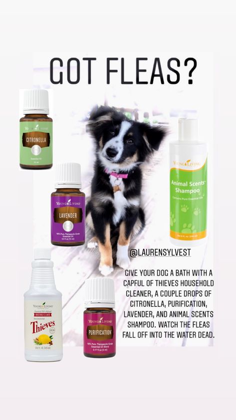 Essential Oils Fleas Dogs, Essential Oils For Fleas On Dogs, Young Living Pets, Natural Flea Killer, Essential Oils For Fleas, Dog Raw Diet, Homemade Dog Shampoo, Non Toxic Cleaning, Flea Repellent