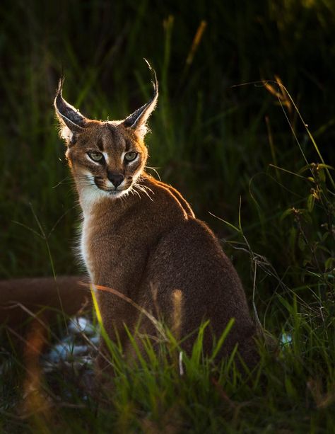 Types Of Wild Cats, Wild Cat Breeds, Wild Cat Species, African Wildlife Photography, Animal Print Art, Caracal Cat, Animals Reference, Fur Pattern, Cat Poses