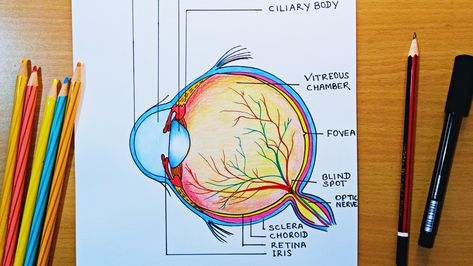 step by step human eye diagram drawing Eye Model For Drawing, Structure Of Eye Diagram, Human Eye Drawing Step By Step, Human Eye Project, Human Eye Diagram Class 10, Structure Of Human Eye, Structure Of Eye, Human Eyes Drawing, Diagram Of The Eye