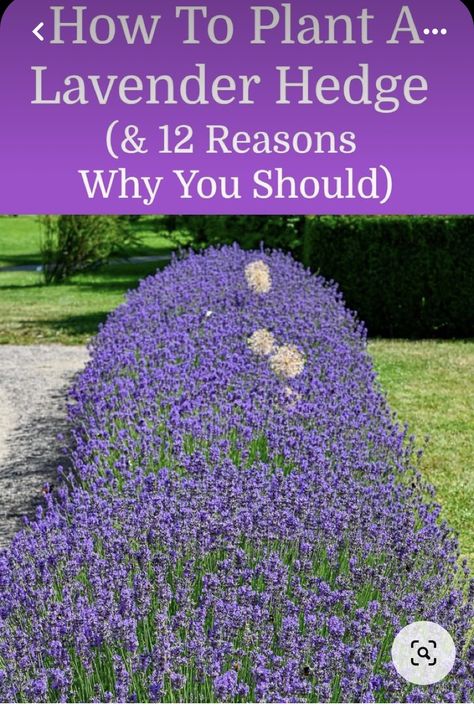 Backyard Lavender Ideas, How To Grow A Lavender Field, Lavender Planting Ideas Gardens, Lavender In Landscaping Front Yards, Landscaping Front Yard Lavendar, Front Lawn Hedge Ideas, Lavender Planting Combinations, Hostas And Lavender Landscaping, Lavender Backyard Landscaping